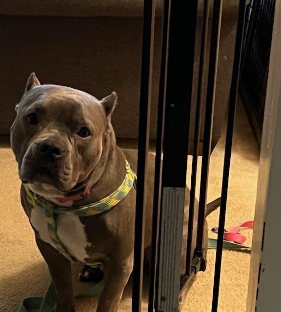 Ruthie, a Adoptable mixed breed in Ferrisburgh, VT image 6/6