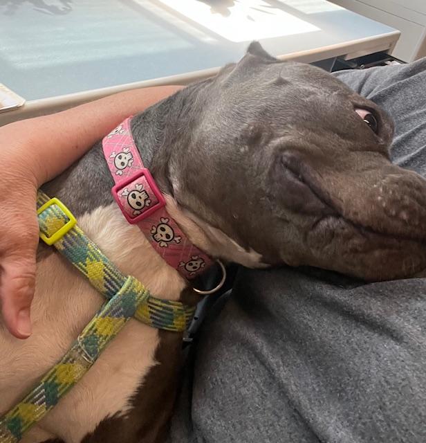 Ruthie, a Adoptable mixed breed in Ferrisburgh, VT image 2/6