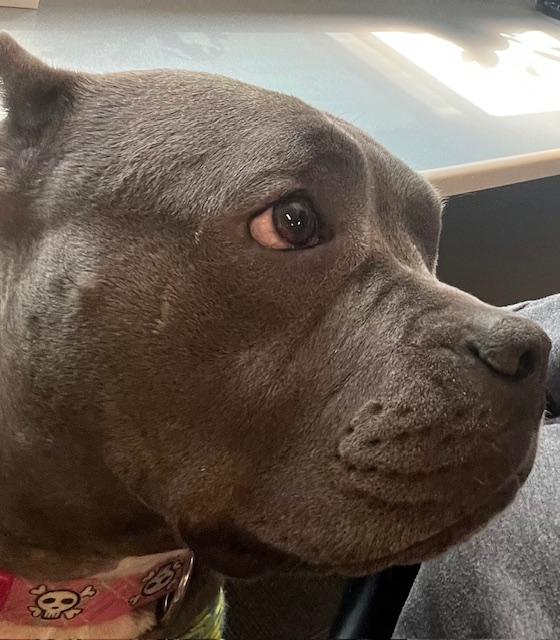 Ruthie, Adoptable, Adult Female American Staffordshire Terrier.