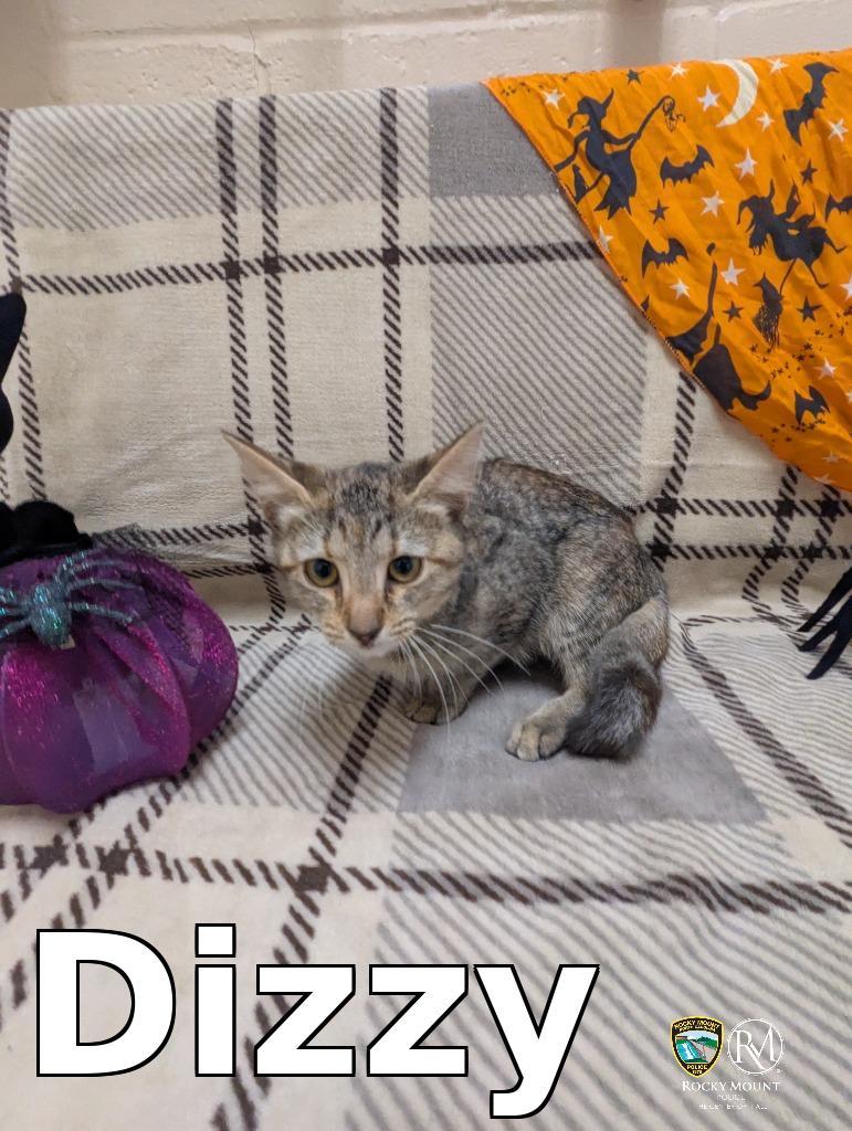 Enlarge Dizzy, a Adoptable mixed breed in Rocky Mount, NC image 1/3
