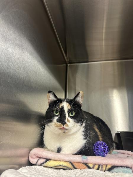 Miso Honey Barbecue, Adoptable, Adult Female Domestic Short Hair.