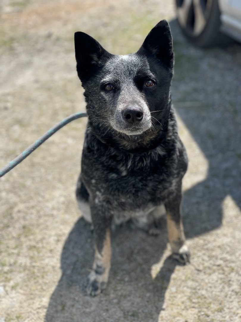 Jolene, Adopted, Adult Female Australian Cattle Dog / Blue Heeler.