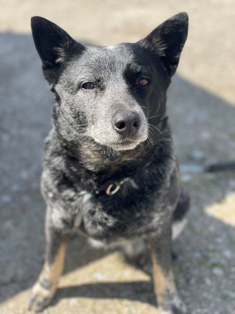 Enlarge Jolene, a Adopted Australian Cattle Dog / Blue Heeler in Mountain Home, AR image 2/6