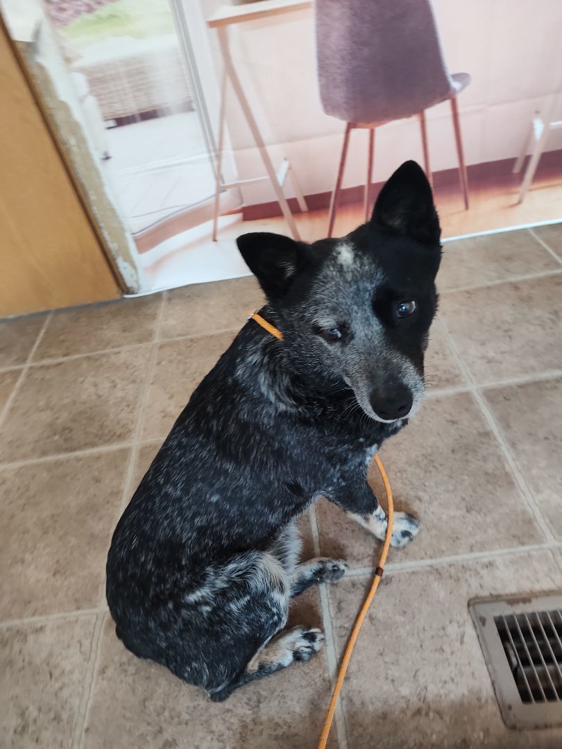 Enlarge Jolene, a Adopted Australian Cattle Dog / Blue Heeler in Mountain Home, AR image 3/6