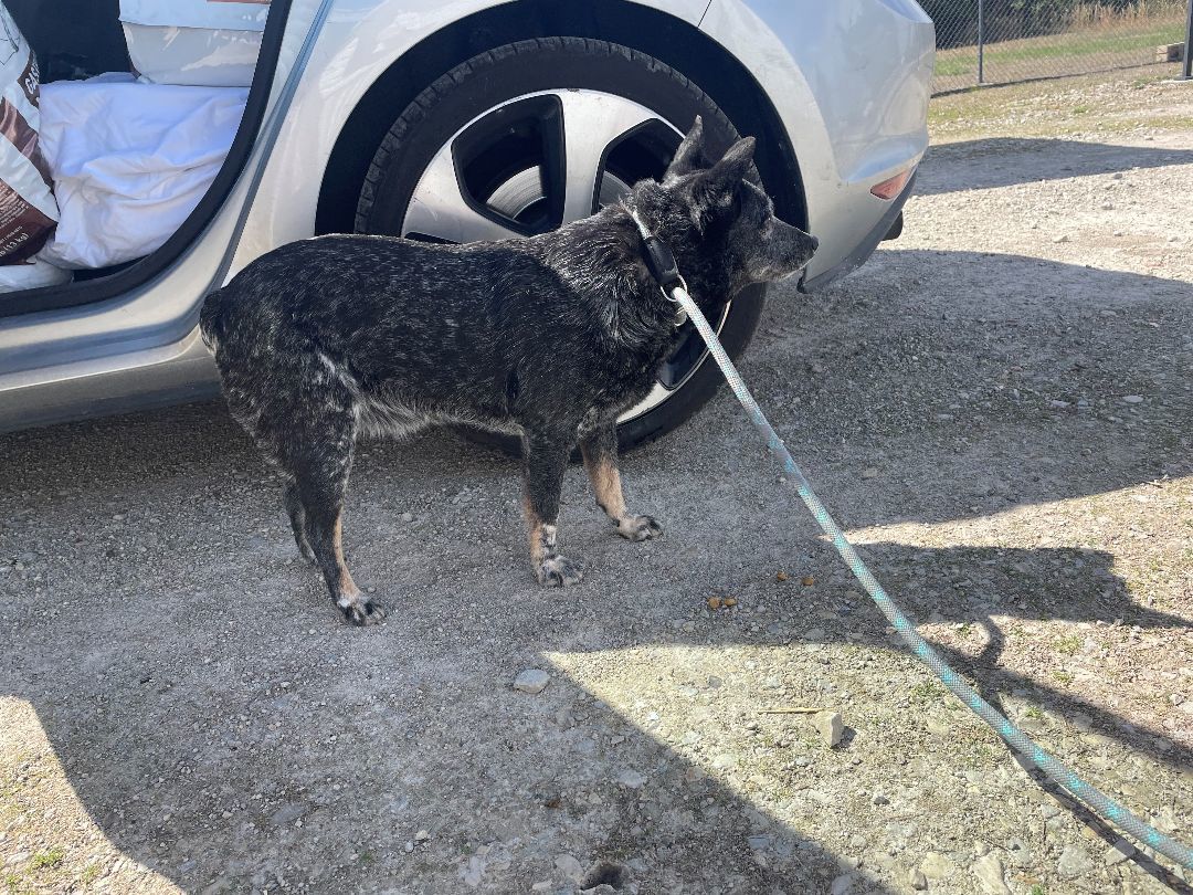 Enlarge Jolene, a Adopted Australian Cattle Dog / Blue Heeler in Mountain Home, AR image 4/6