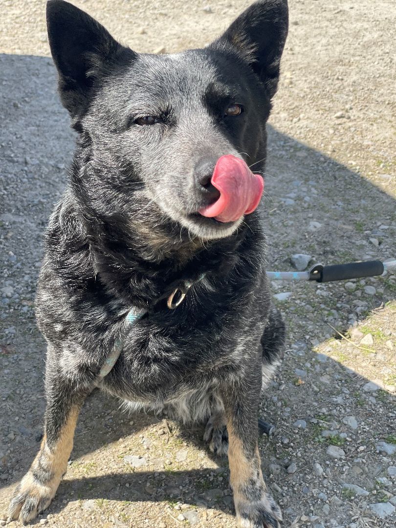Enlarge Jolene, a Adopted Australian Cattle Dog / Blue Heeler in Mountain Home, AR image 5/6