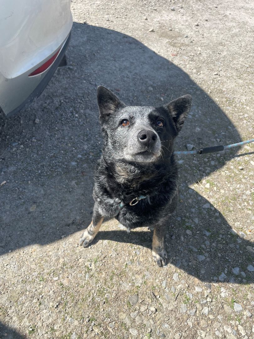 Enlarge Jolene, a Adopted Australian Cattle Dog / Blue Heeler in Mountain Home, AR image 6/6