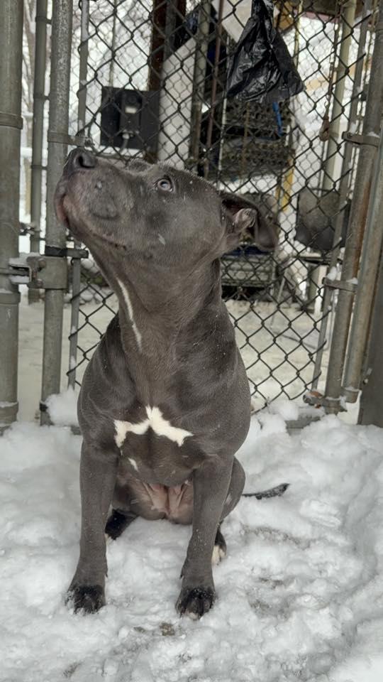 Sandie, Adopted, Young Female Pit Bull Terrier.