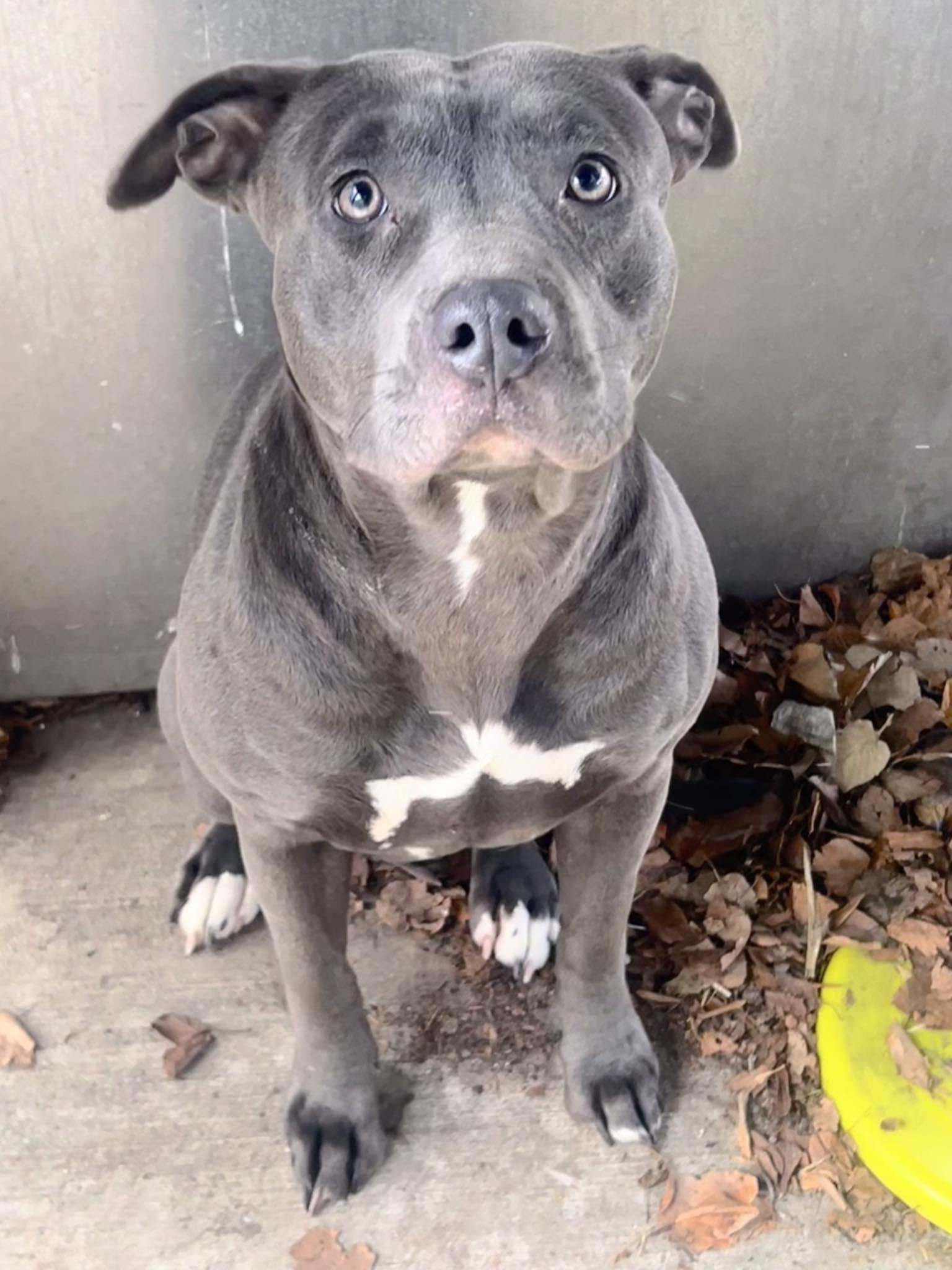 Enlarge Sandie, a Adopted Pit Bull Terrier in Crete, IL image 3/3