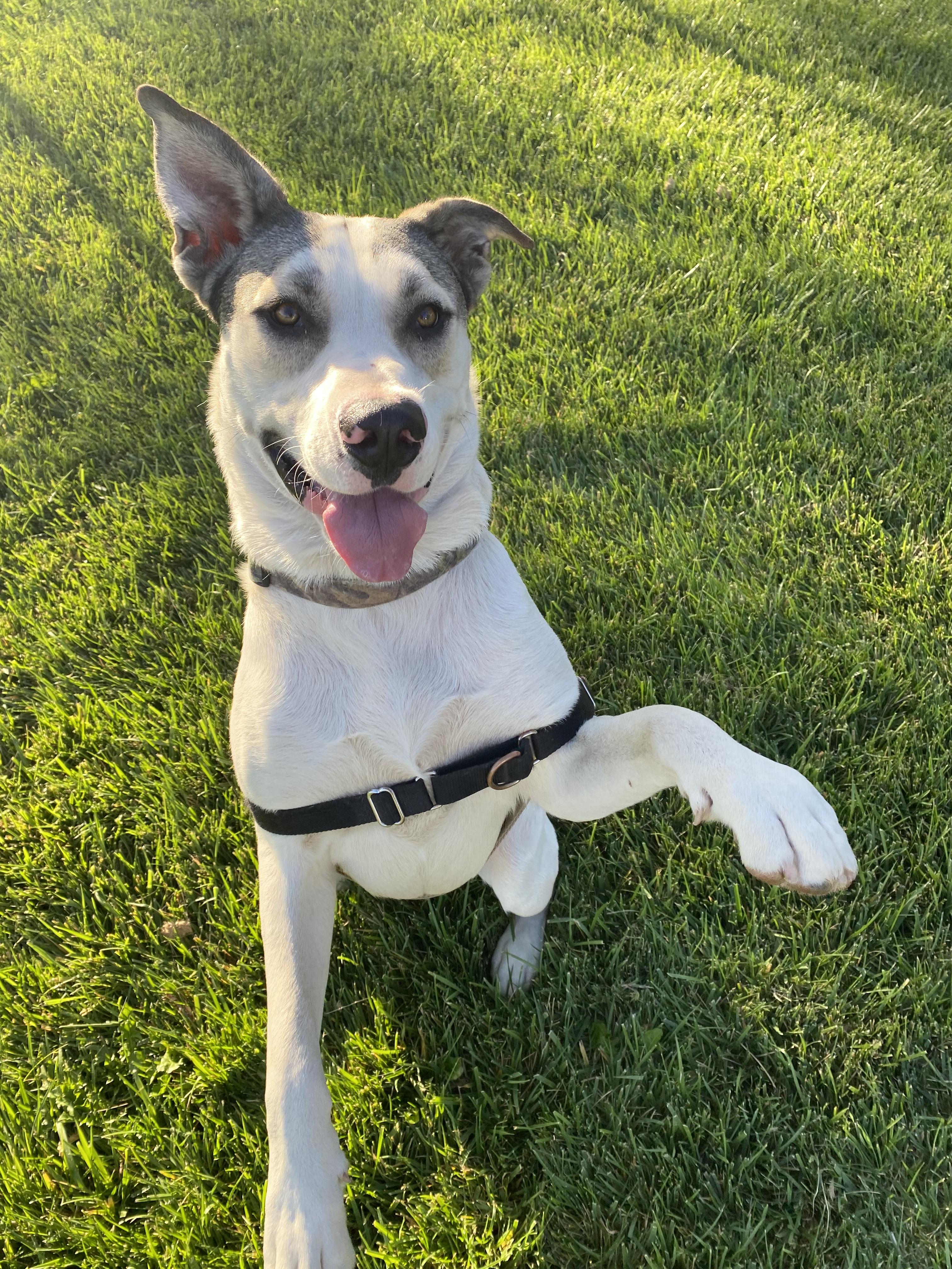 Enlarge Max 64388, BCSO Dispatch, a Adoption Pending mixed breed in Chico, CA image 1/6