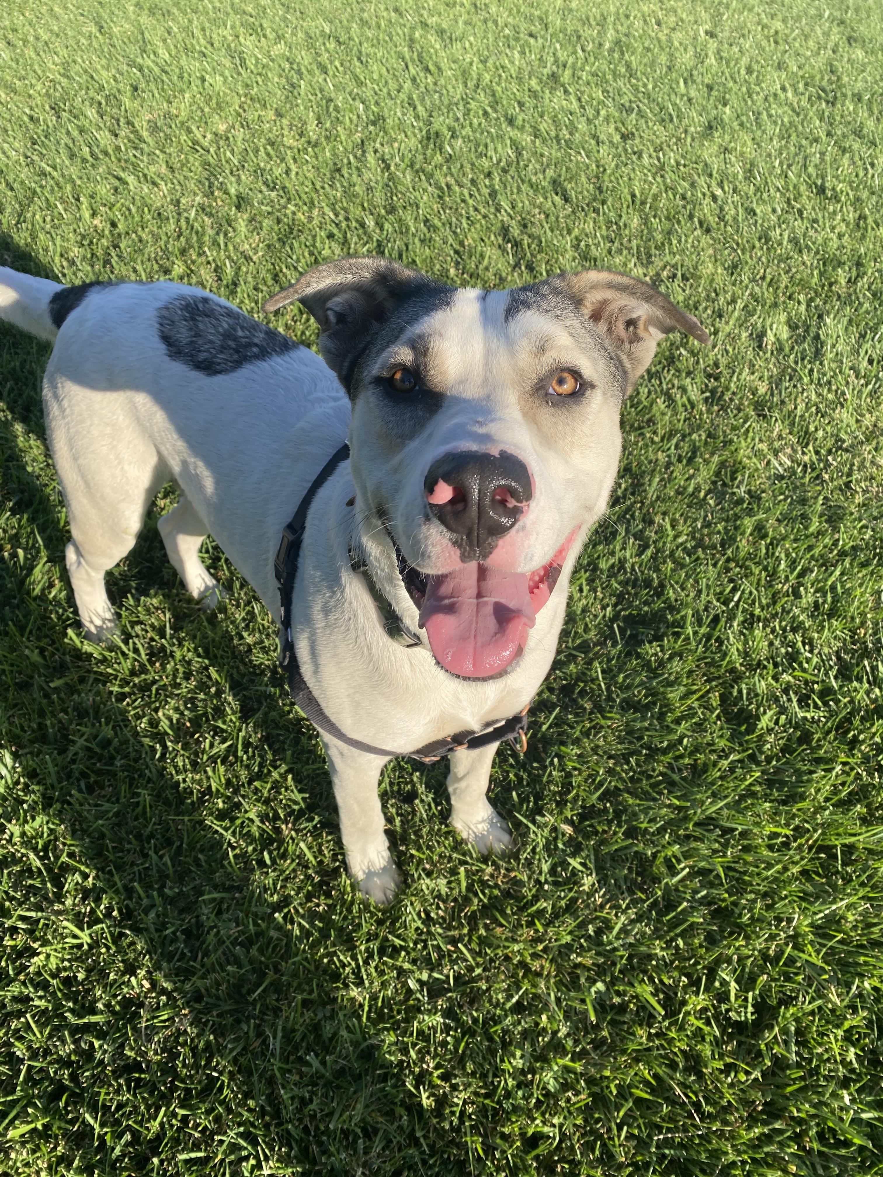 Enlarge Max 64388, BCSO Dispatch, a Adoption Pending mixed breed in Chico, CA image 2/6