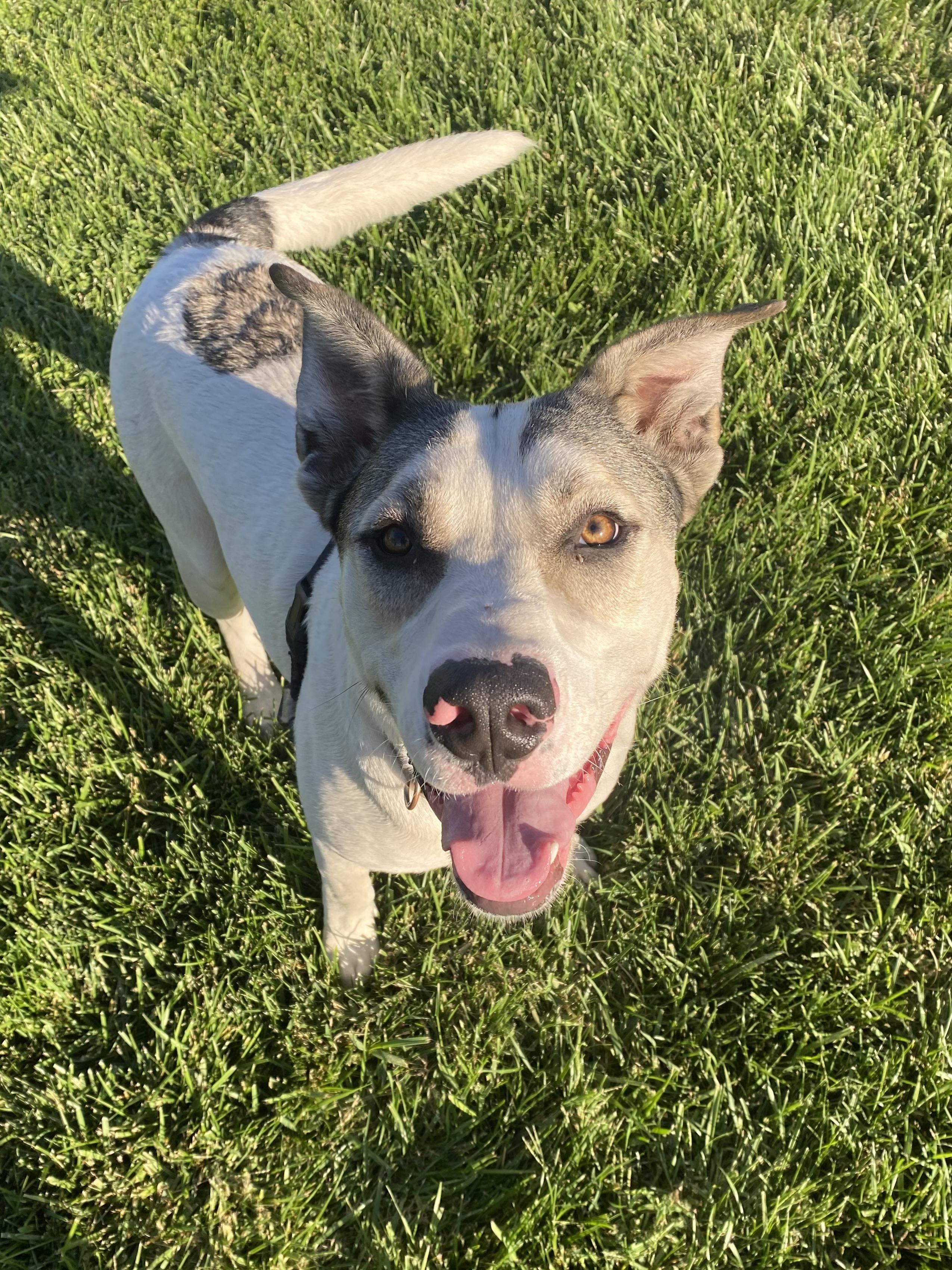Enlarge Max 64388, BCSO Dispatch, a Adoption Pending mixed breed in Chico, CA image 3/6