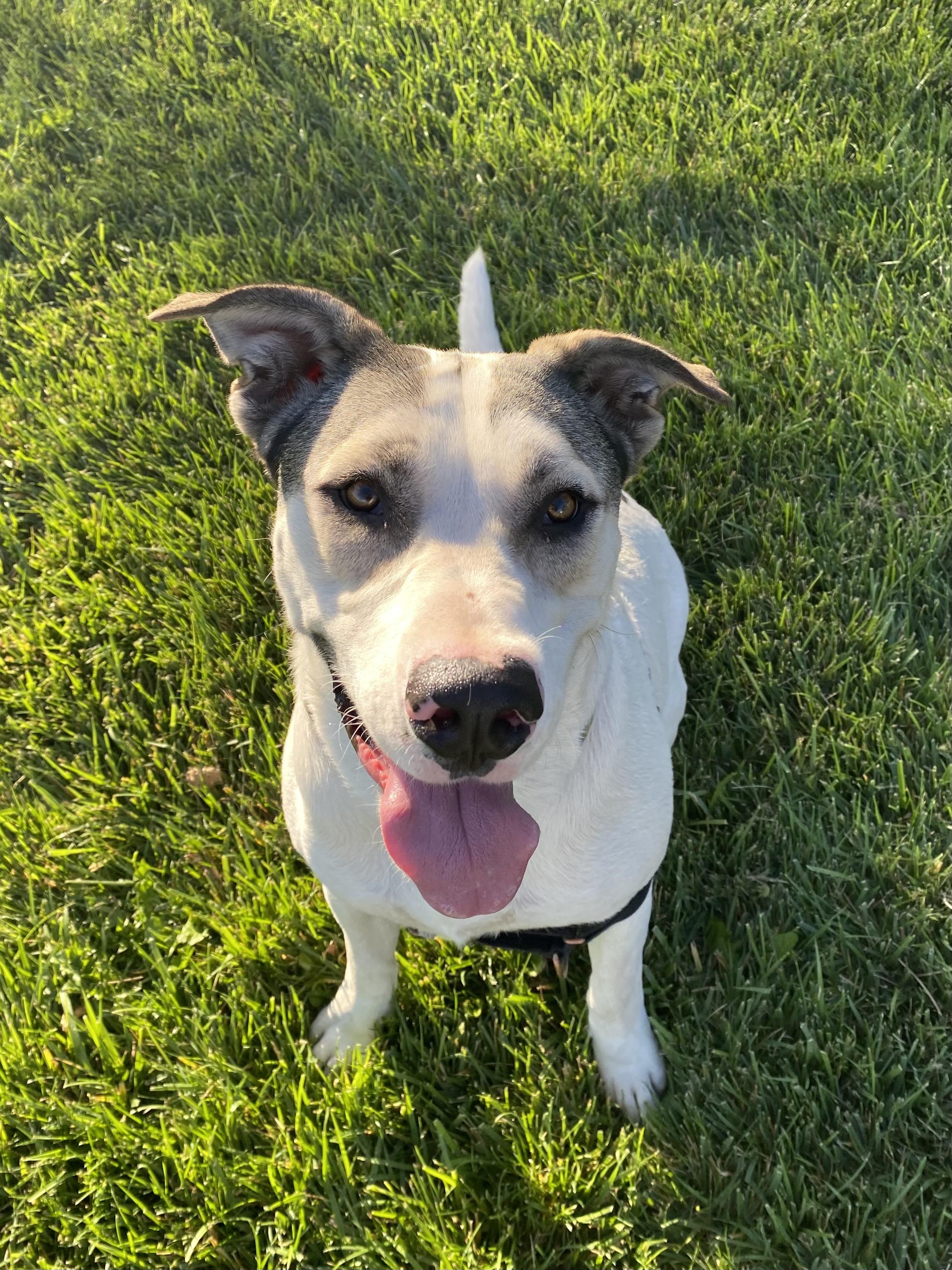 Enlarge Max 64388, BCSO Dispatch, a Adoption Pending mixed breed in Chico, CA image 4/6