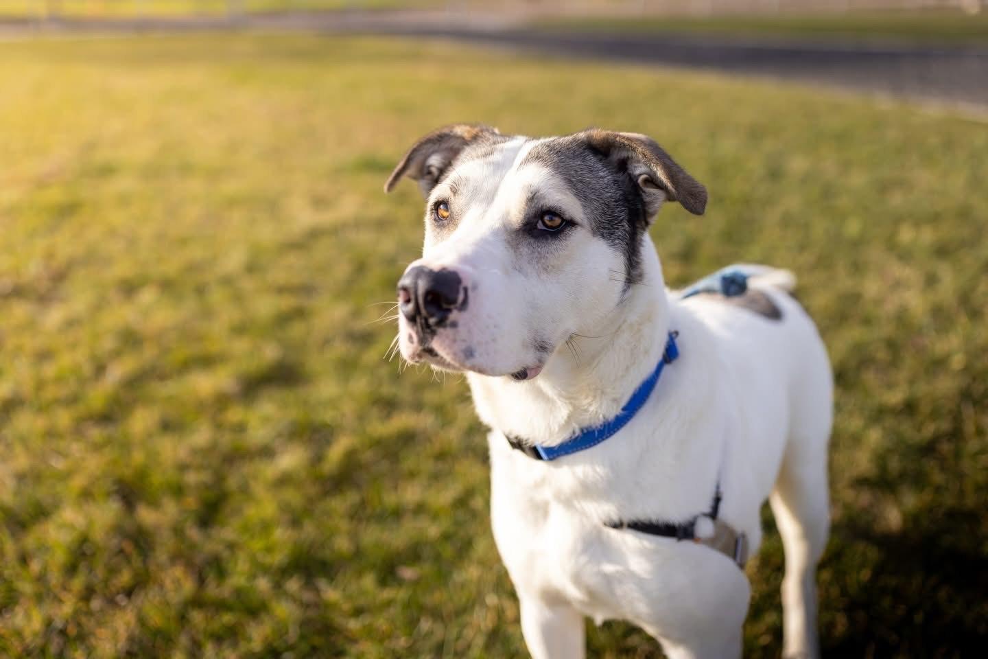 Enlarge Max 64388, BCSO Dispatch, a Adoption Pending mixed breed in Chico, CA image 5/6