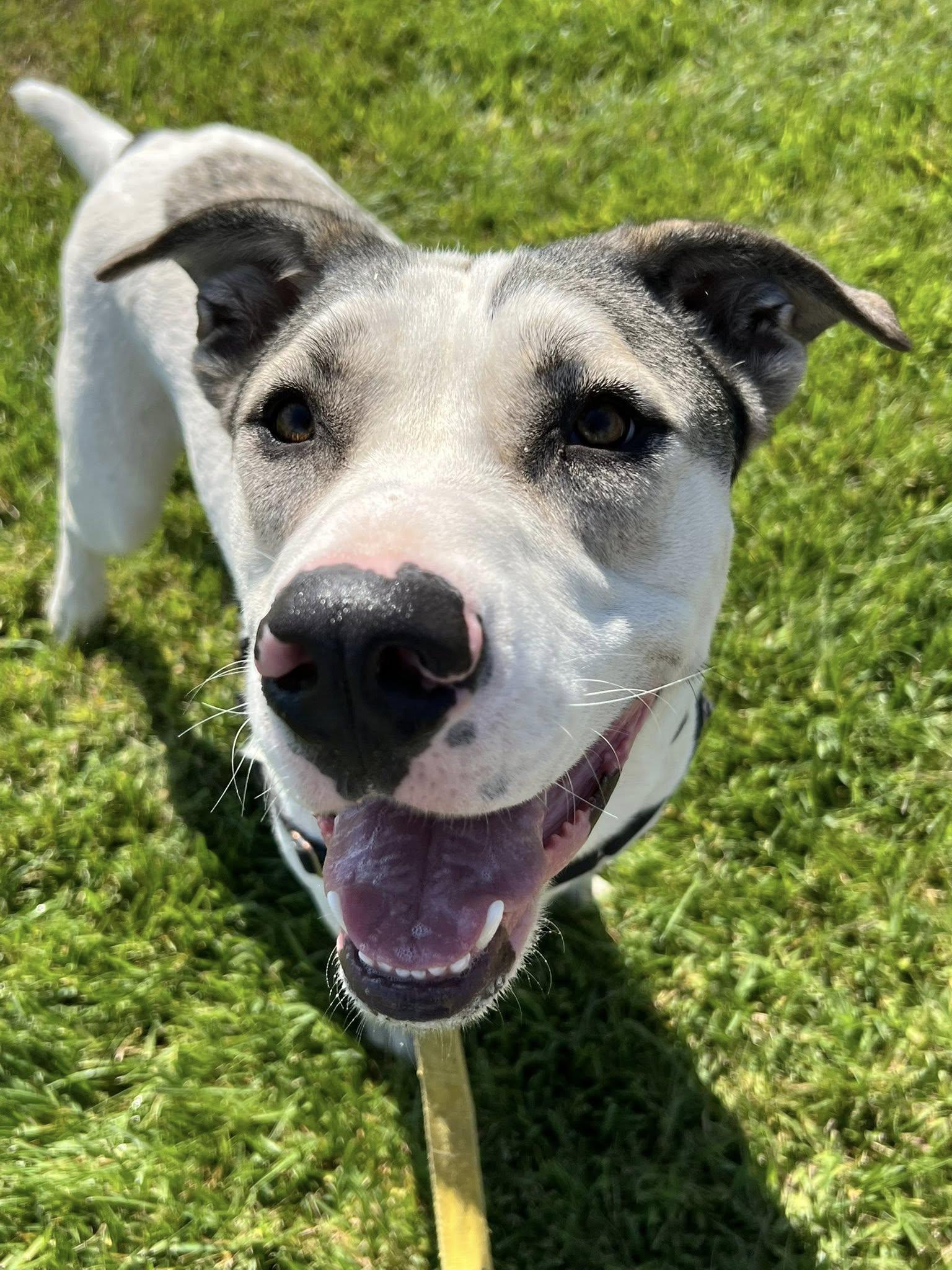 Enlarge Max 64388, BCSO Dispatch, a Adoption Pending mixed breed in Chico, CA image 6/6