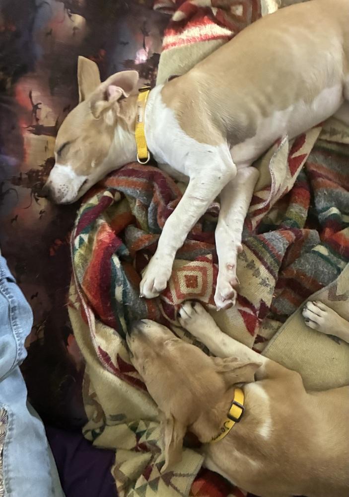 JUNO, Adoptable, Puppy Female Pit Bull Terrier.