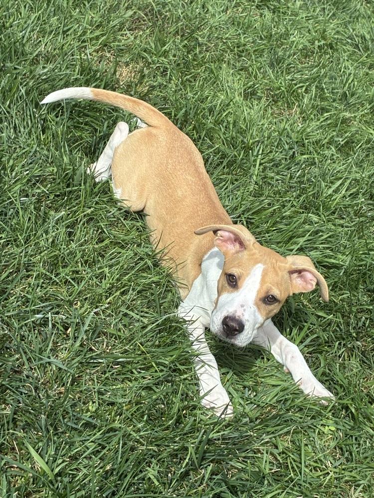 Enlarge JUNO, a Adoptable Pit Bull Terrier in Thornton, CO image 2/2