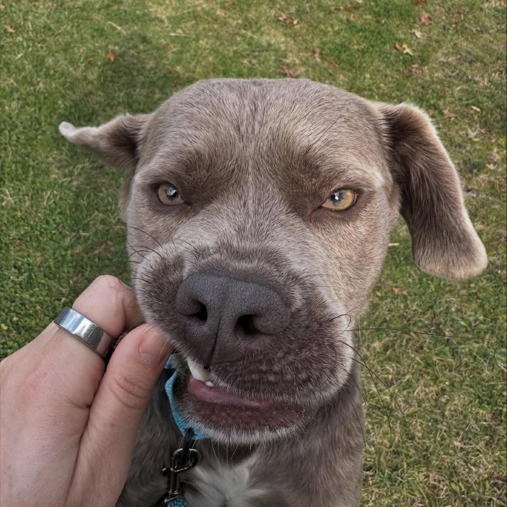 Sterling thumbnail 6