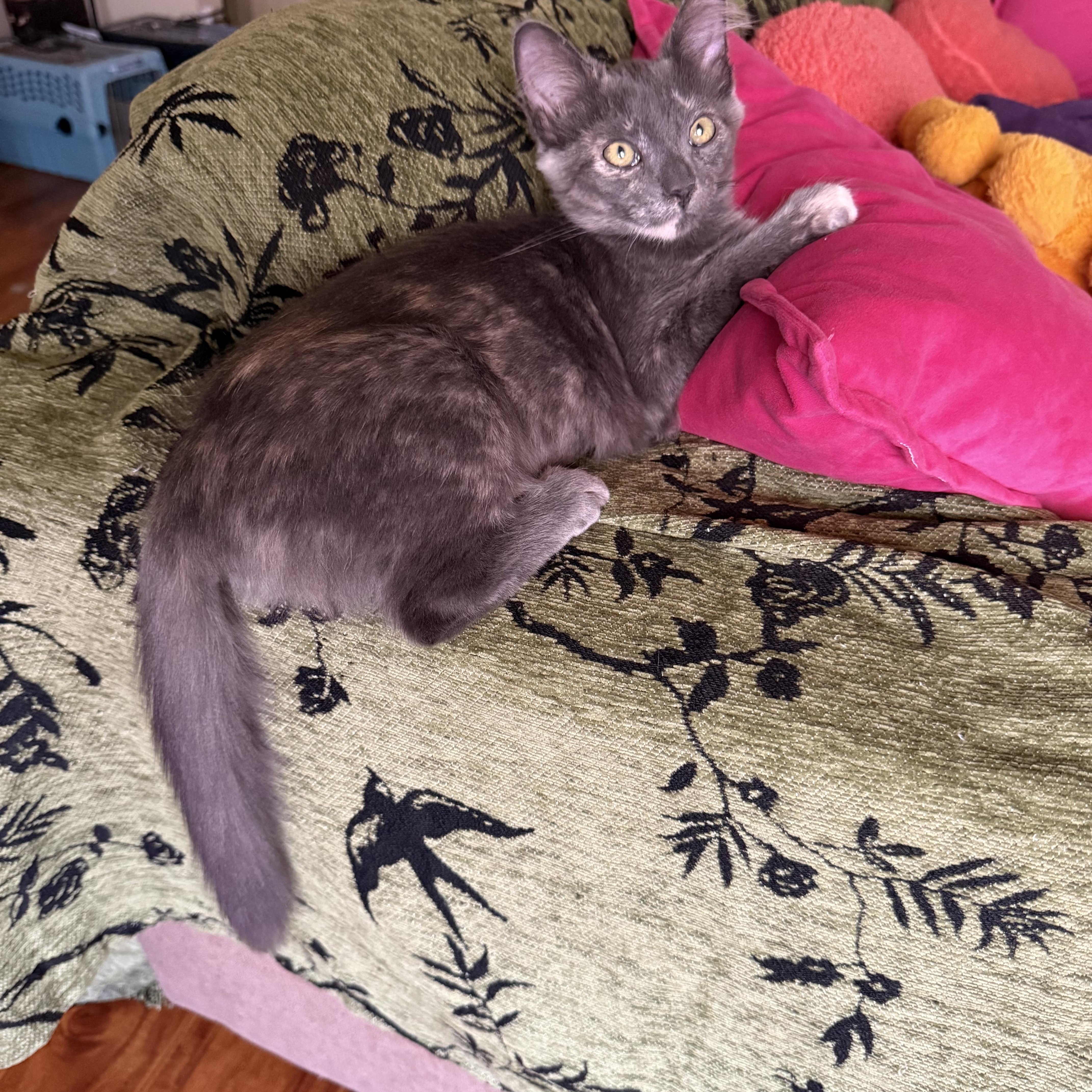 Luna (A142013), an adopted Dilute Tortoiseshell in Burbank, CA image 2/6