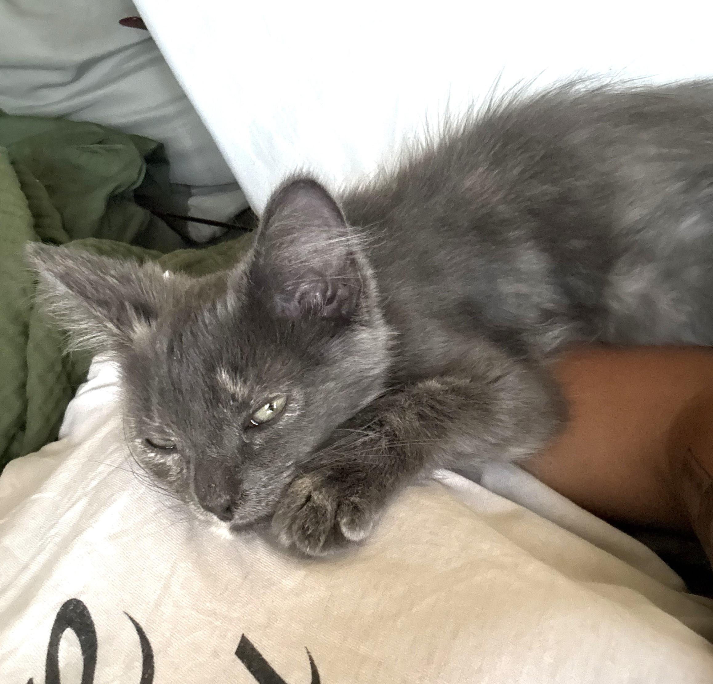 Luna (A142013), adopted, Kitten Female Dilute Tortoiseshell.