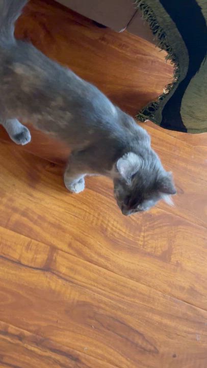 Enlarge Luna (A142013), an adopted Dilute Tortoiseshell in Burbank, CA video 4/6