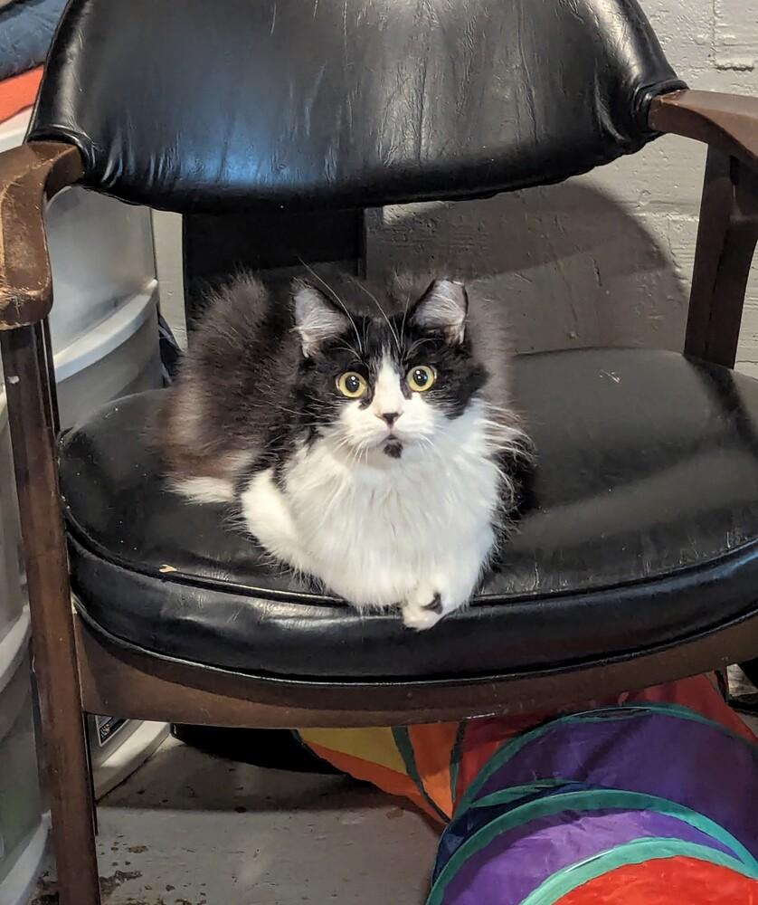 Senegal "Smeagol", Adoptable, Adult Female Domestic Short Hair.