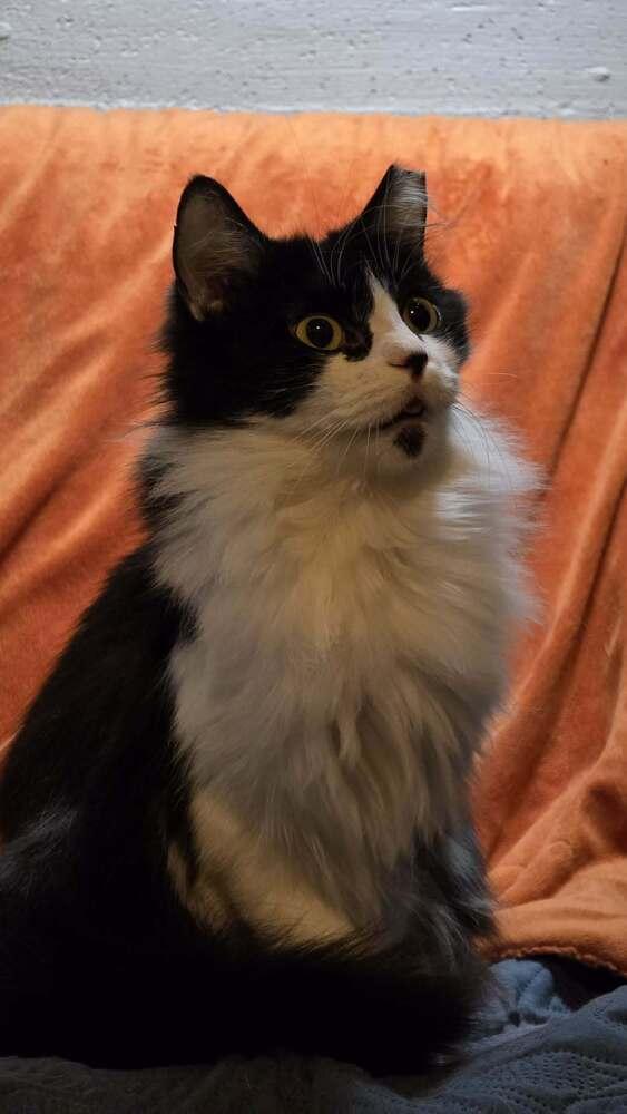 Enlarge Senegal "Smeagol", a Adoptable Domestic Short Hair in Evansville, IN image 2/6