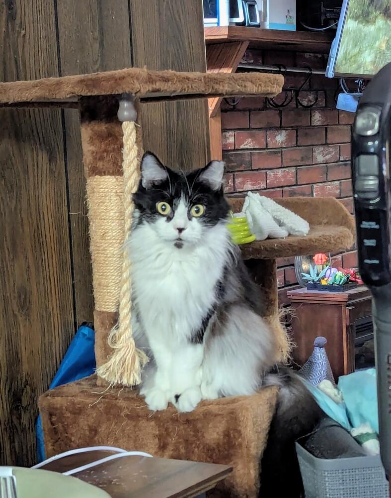 Enlarge Senegal "Smeagol", a Adoptable Domestic Short Hair in Evansville, IN image 3/6