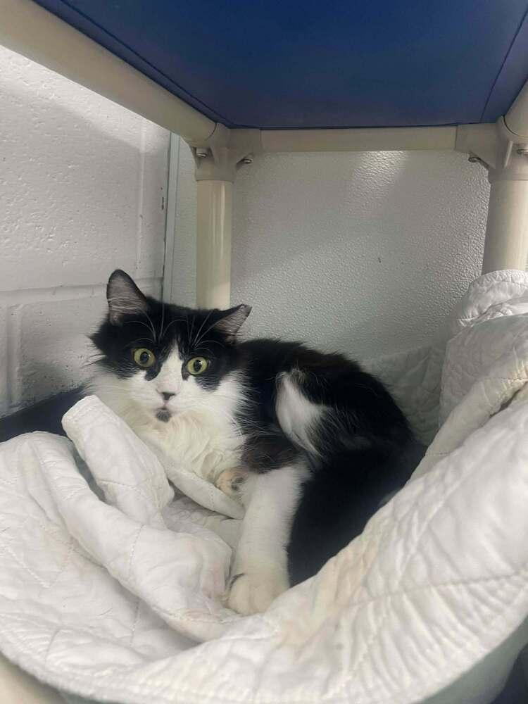 Enlarge Senegal "Smeagol", a Adoptable Domestic Short Hair in Evansville, IN image 5/6