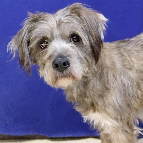 Palm Pilot, Adoptable, Adult Male Terrier.