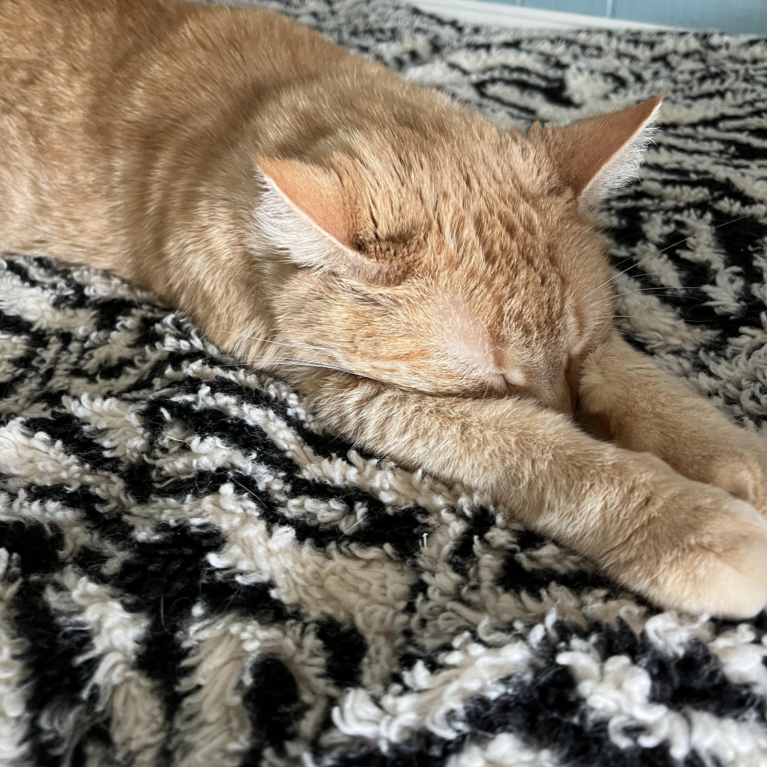 Goldie, a Adoptable Domestic Short Hair in Moline, IL image 2/4