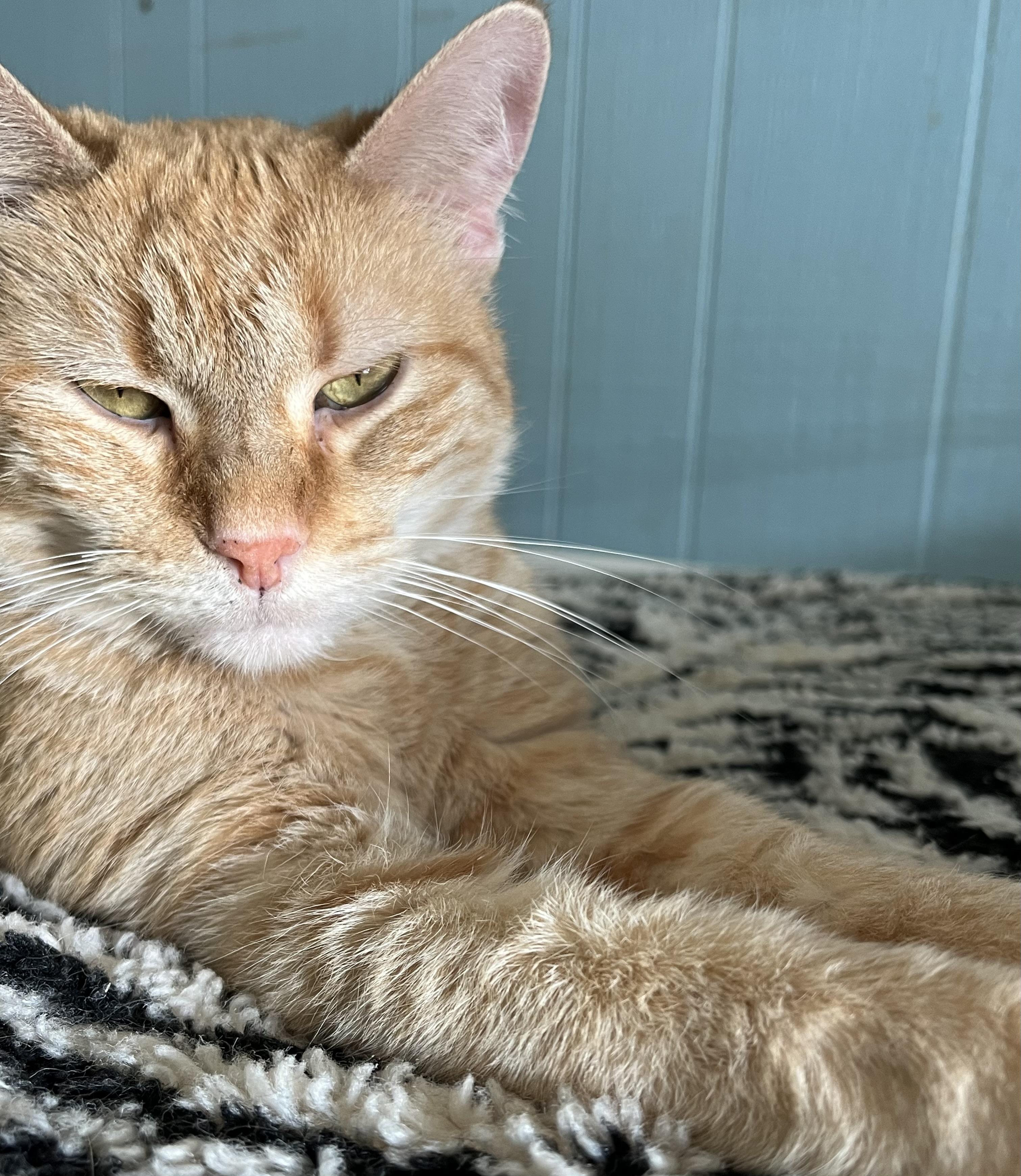 Goldie, a Adoptable Domestic Short Hair in Moline, IL image 3/4