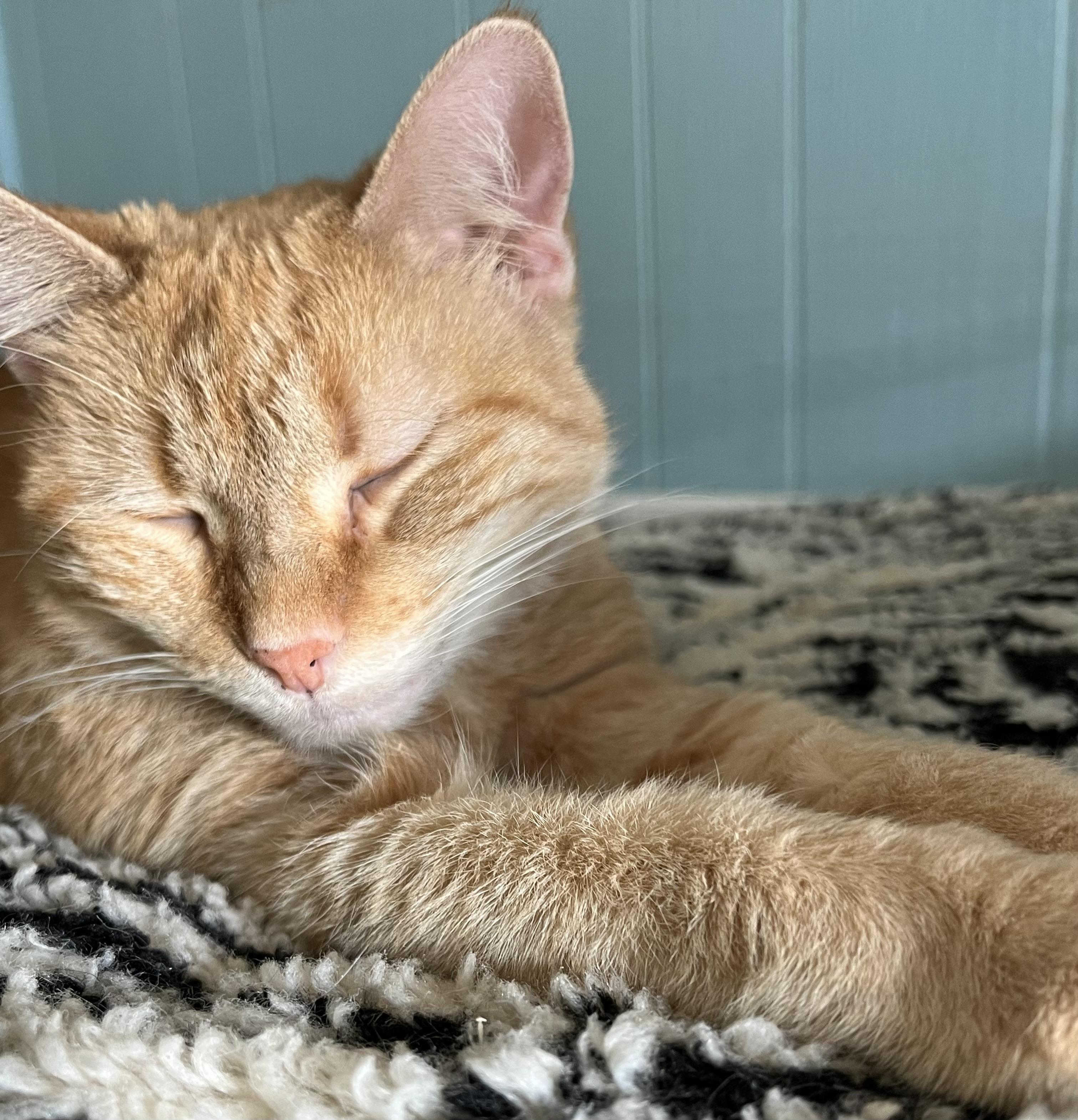 Goldie, a Adoptable Domestic Short Hair in Moline, IL image 1/4