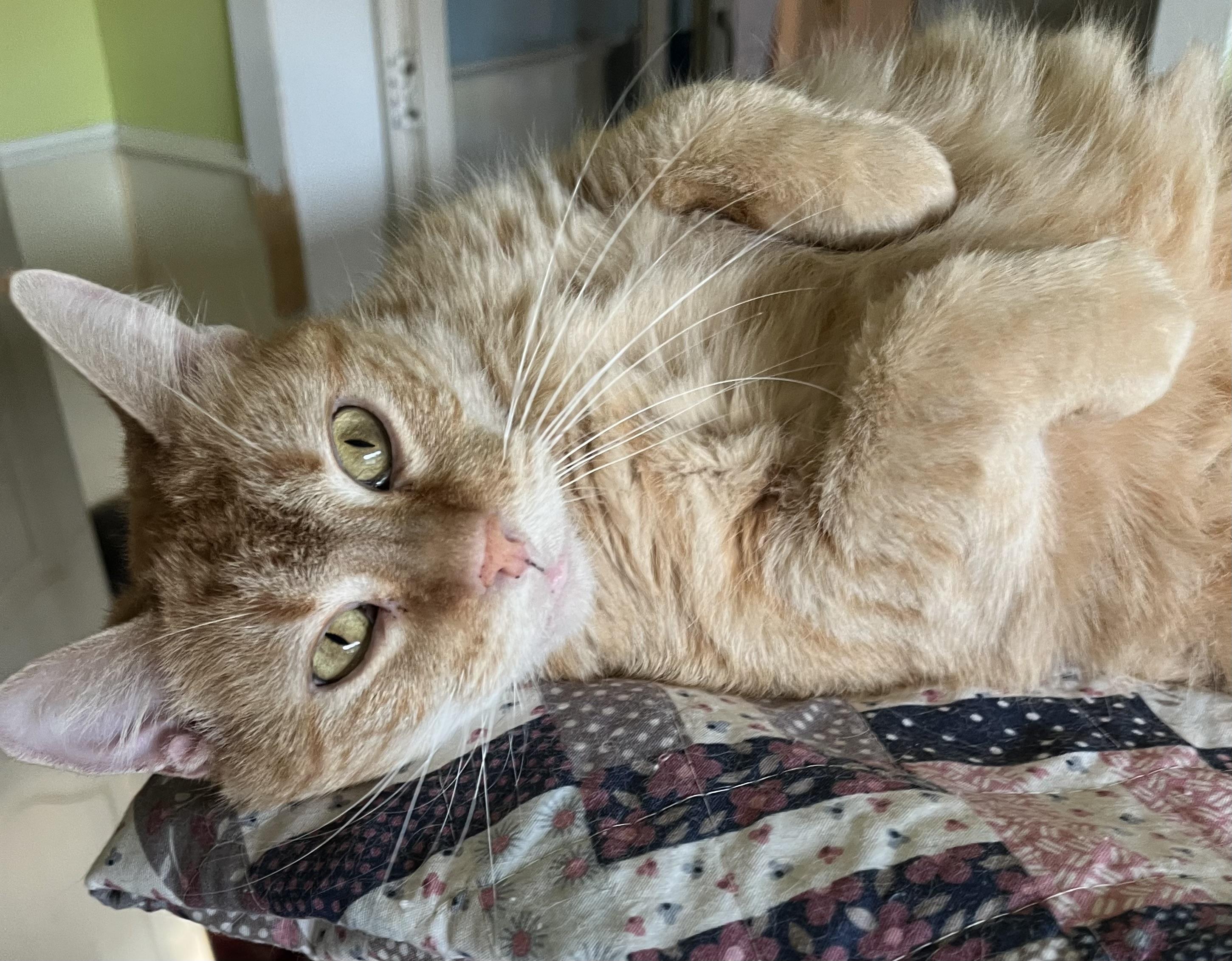 Goldie, a Adoptable Domestic Short Hair in Moline, IL image 4/4