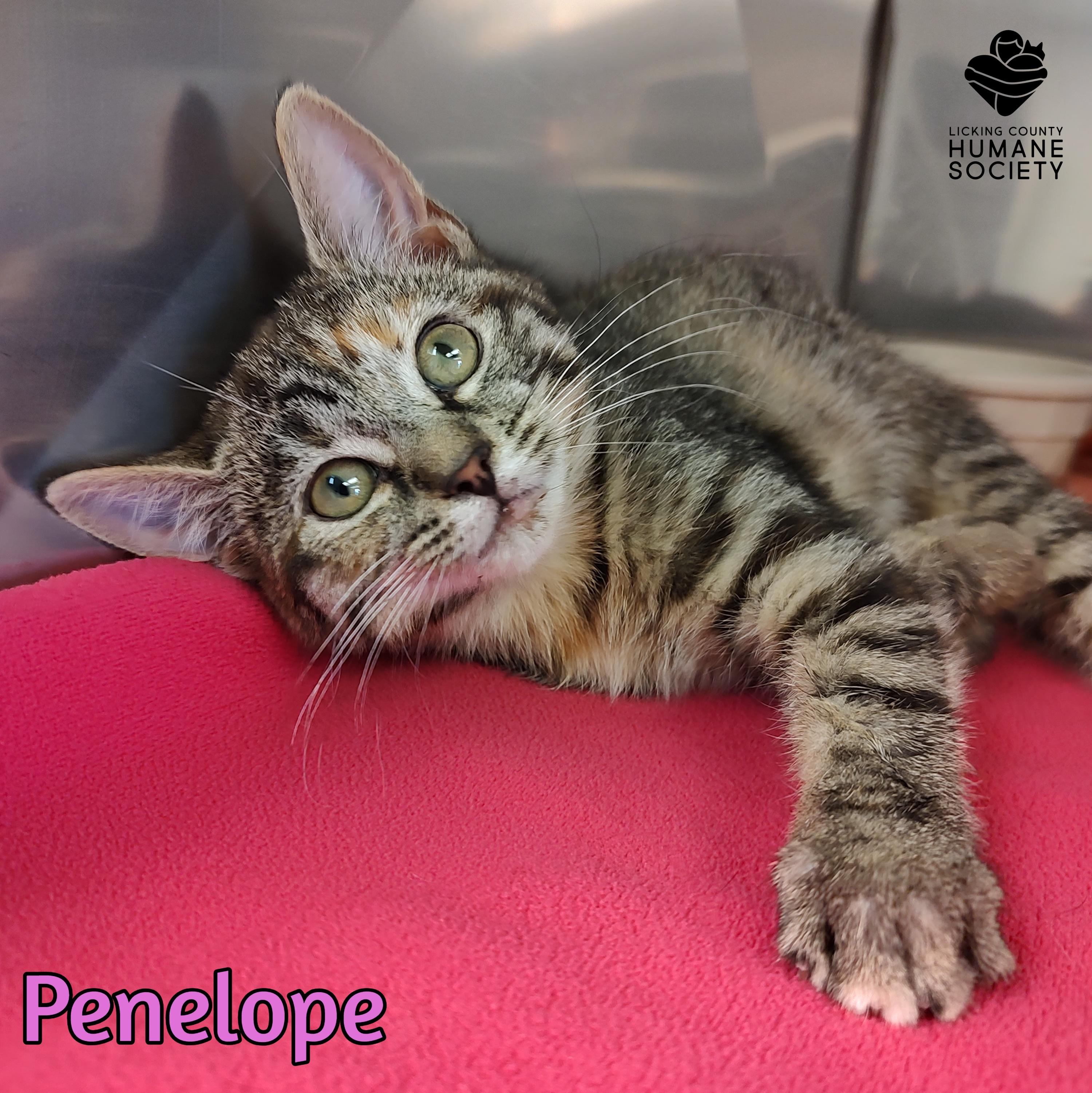 Penelope, ADOPTABLE, Kitten Female Domestic Short Hair.