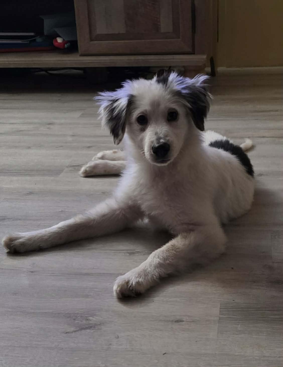 Twilight - Dawn, Adoptable, Puppy Female Australian Cattle Dog / Blue Heeler & Labrador Retriever.