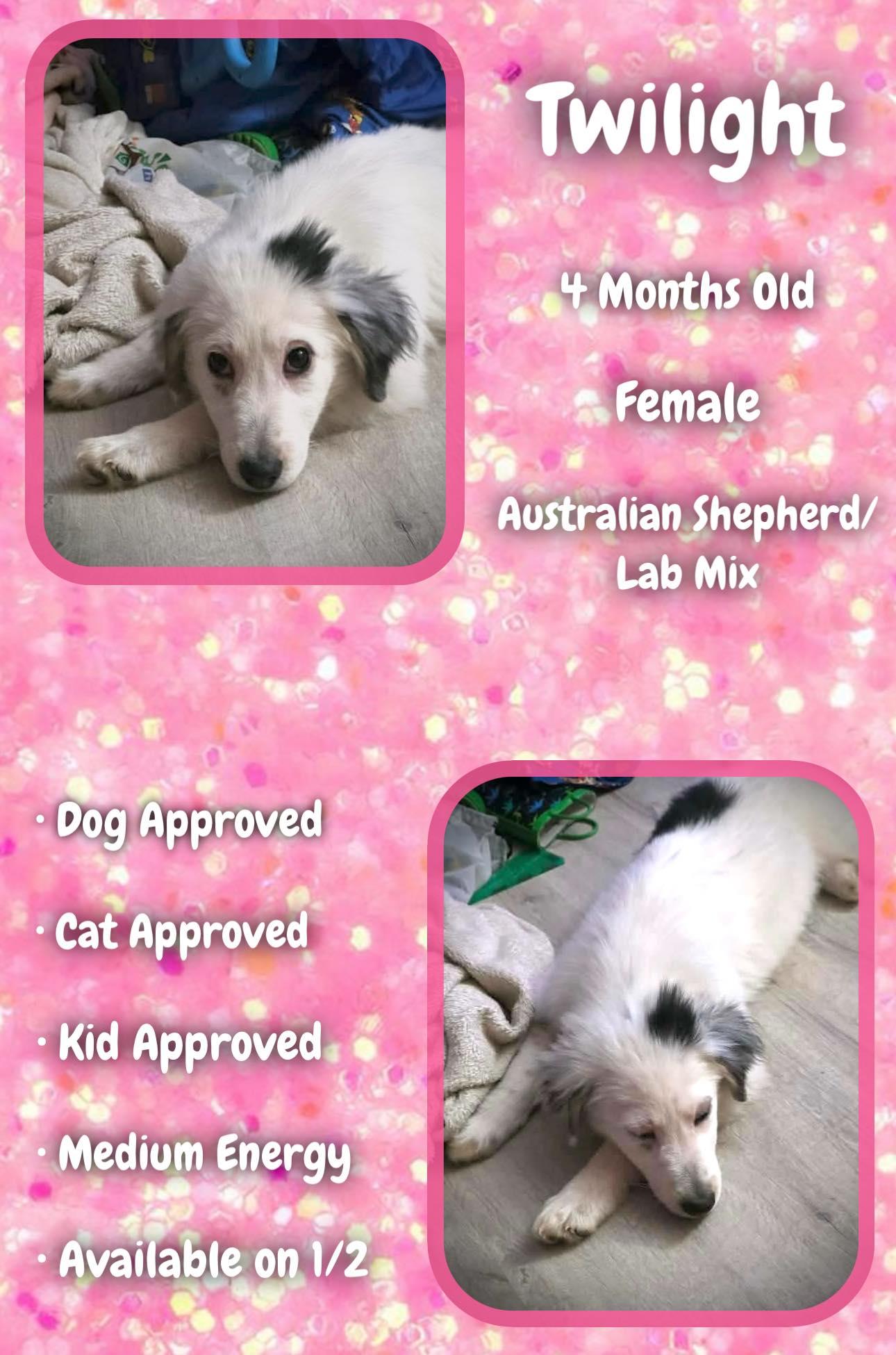 Twilight - Dawn, a Adoptable mixed breed in Hubert, NC image 2/2