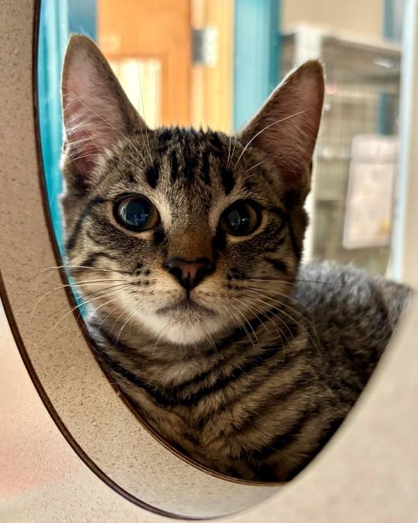 Pollyanna, Adoptable, Kitten Female Domestic Short Hair.