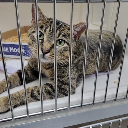 Zaxby, Adoptable, Adult Male Domestic Short Hair.