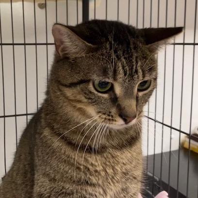 Enlarge Zaxby, a Adoptable Domestic Short Hair in La Grange, KY image 2/4