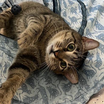 Enlarge Zaxby, a Adoptable Domestic Short Hair in La Grange, KY image 3/4