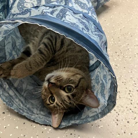 Enlarge Zaxby, a Adoptable Domestic Short Hair in La Grange, KY image 4/4