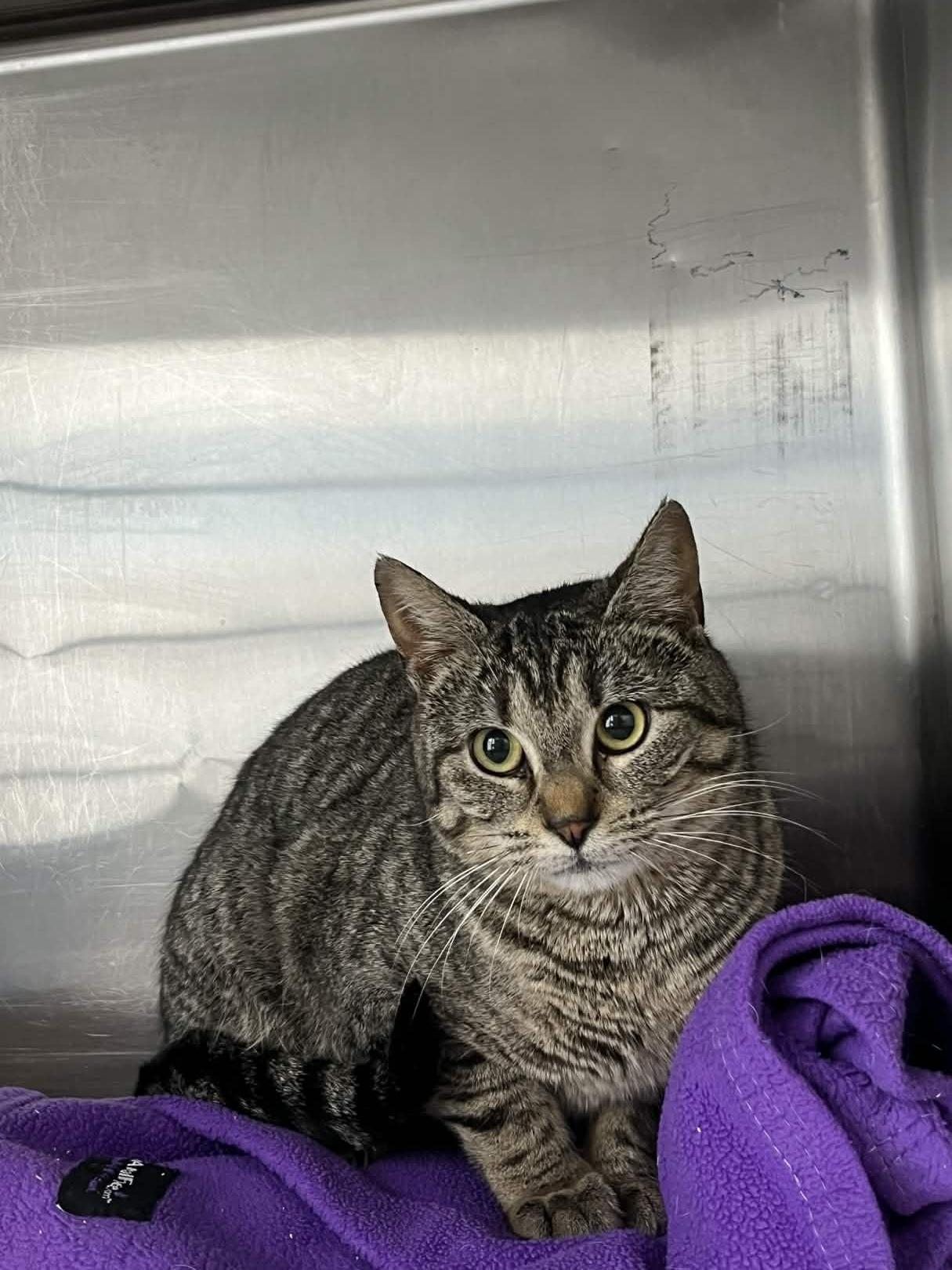 Enlarge Piper, a ADOPTABLE Domestic Short Hair in Richmond, KY image 5/5