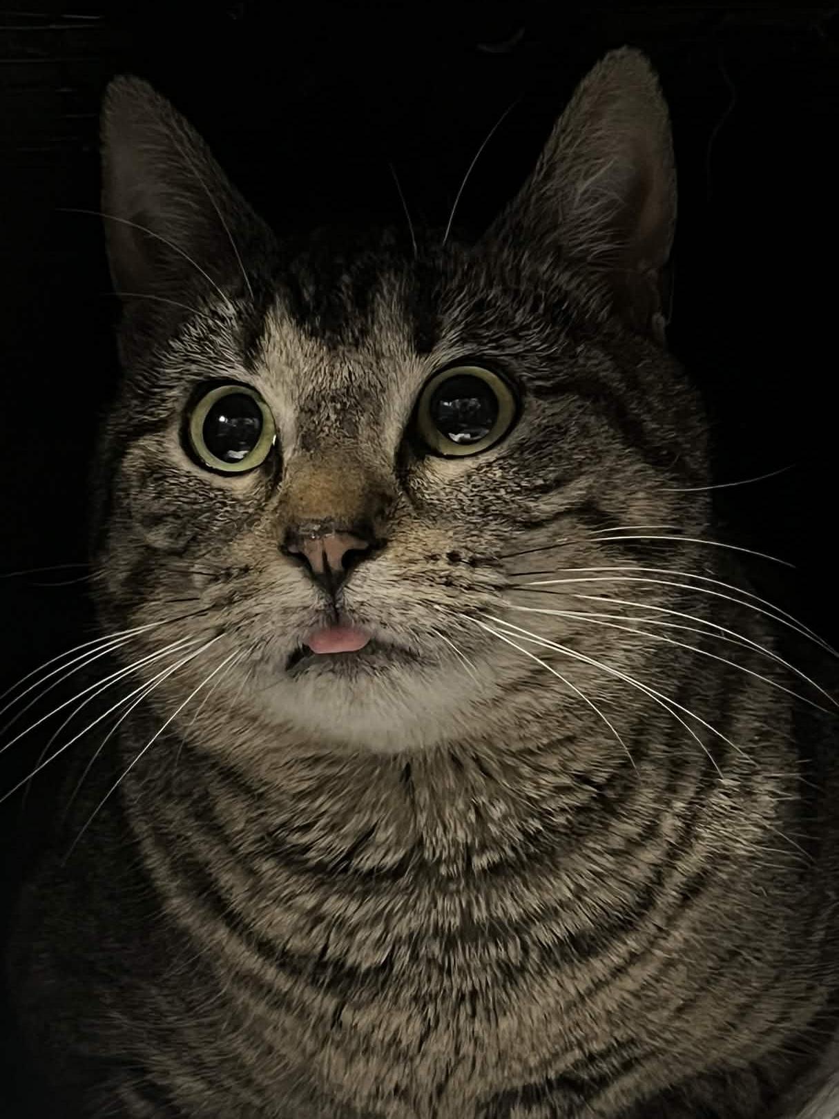 Enlarge Piper, a ADOPTABLE Domestic Short Hair in Richmond, KY image 3/5