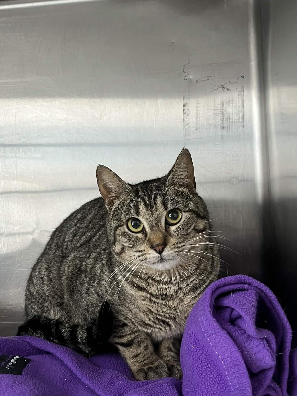 Piper, ADOPTABLE, Young Female Domestic Short Hair.