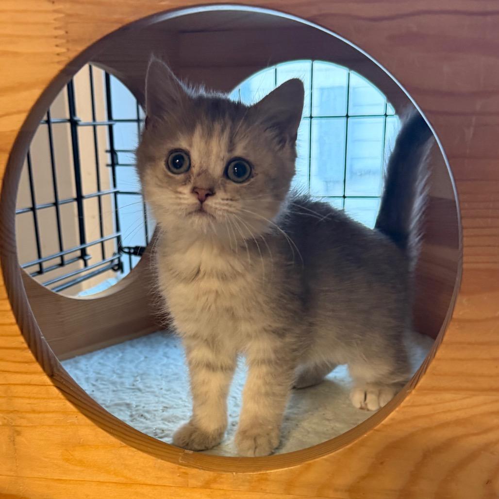 Enlarge Sky, a Adoptable mixed breed in Wappingers Falls, NY image 2/4