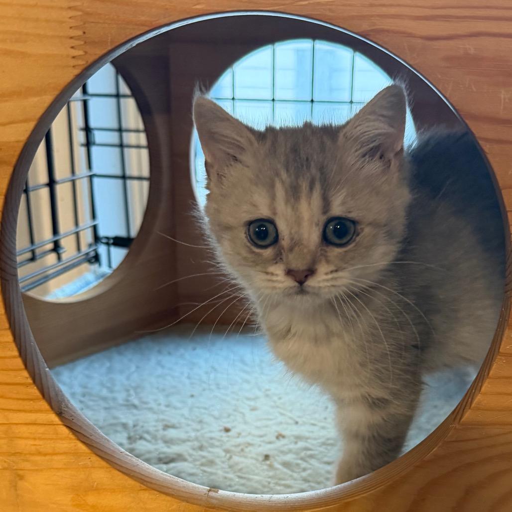 Enlarge Sky, a Adoptable mixed breed in Wappingers Falls, NY image 3/4