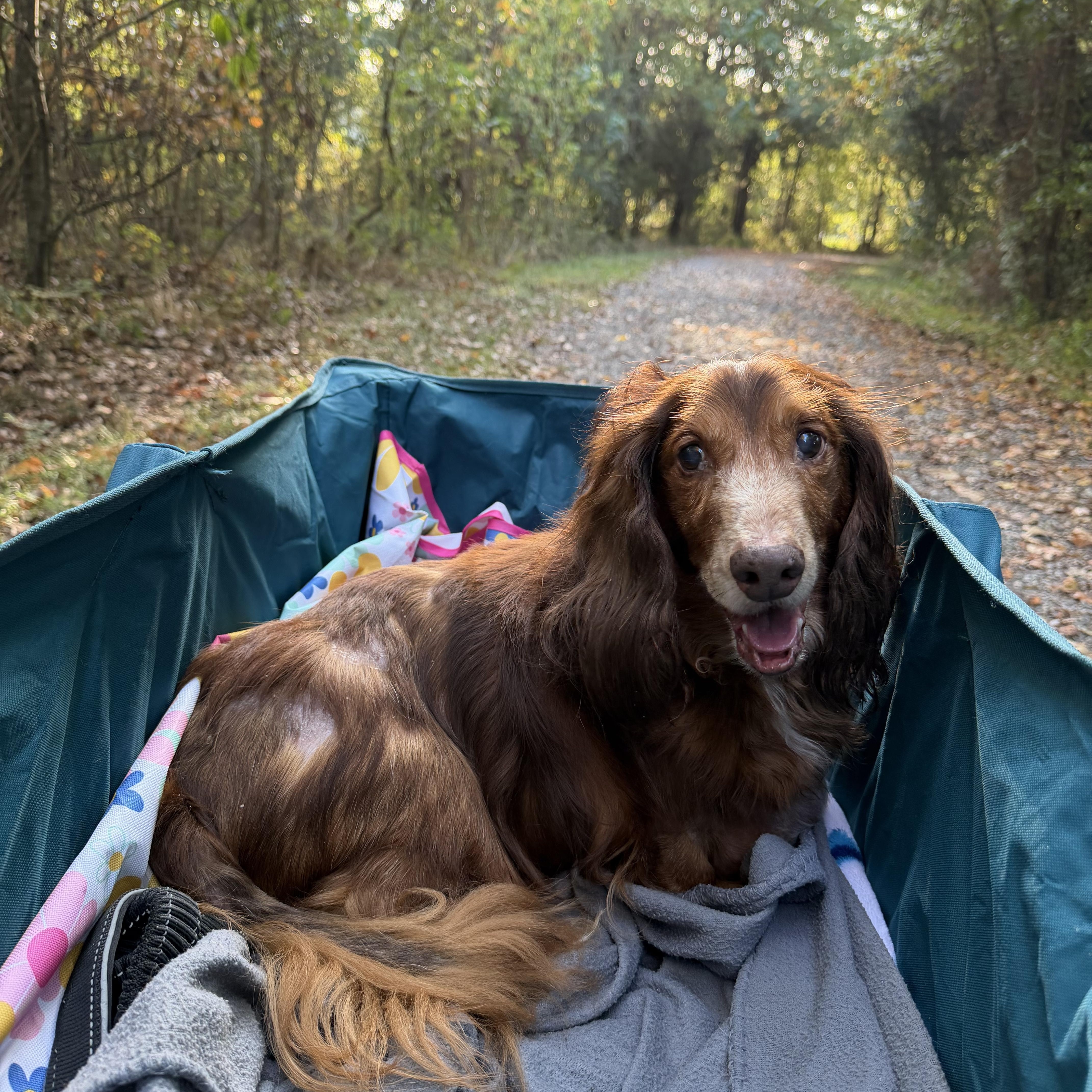 Enlarge Switch, a Adoptable mixed breed in Baton Rouge, LA image 6/6