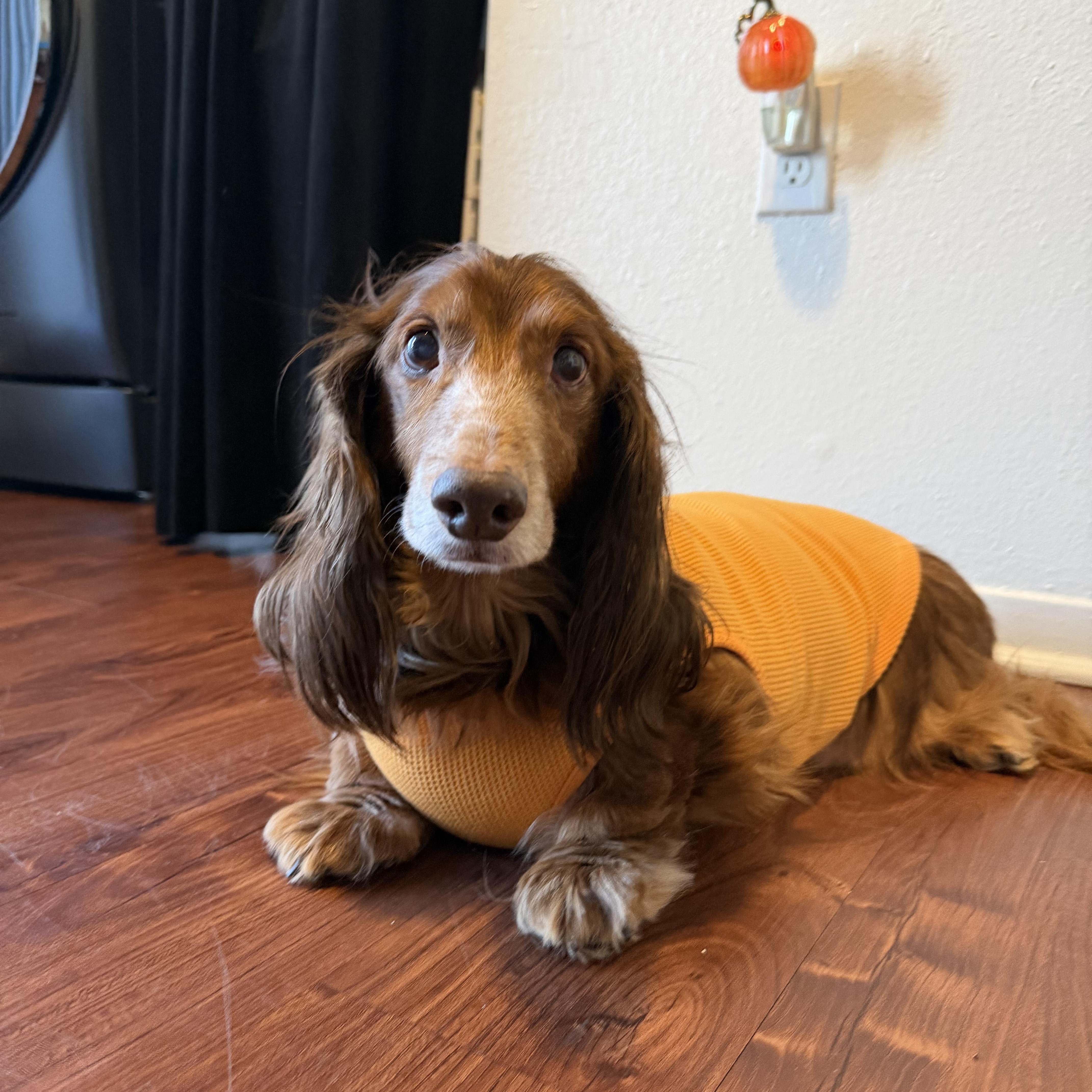 Switch, Adoptable, Senior Male Dachshund (Long Haired).