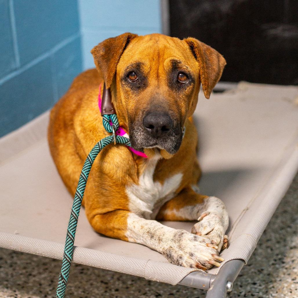 Madame Sweets, Adoptable, Adult Female Bloodhound & Black Mouth Cur.